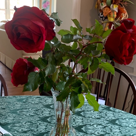 One Don Juan climbing rose bush with long stems, rich red fragrant blossoms. - Picture 1 of 7